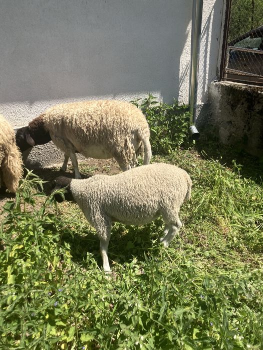 Oaie dorper cu miel!