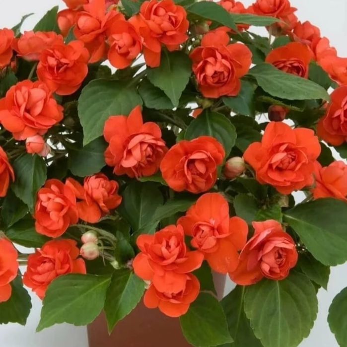 Цветы для дома от 500