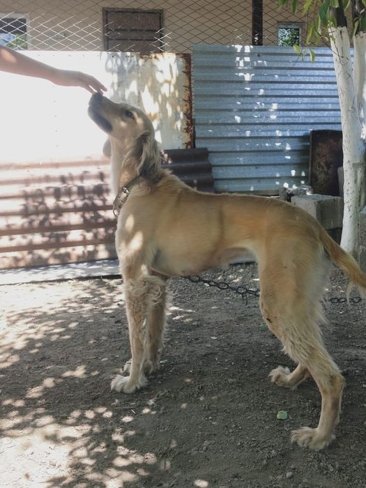 Тазы сатылады 2 жасар қаншық