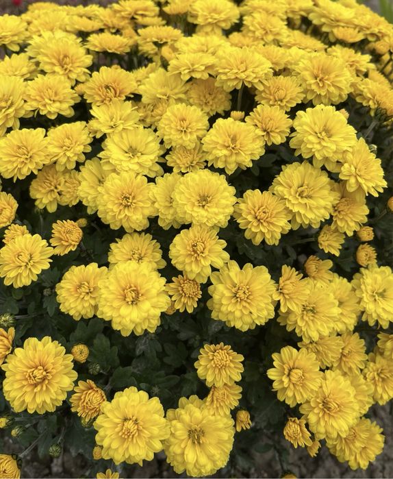 Хризантемы уличные растения