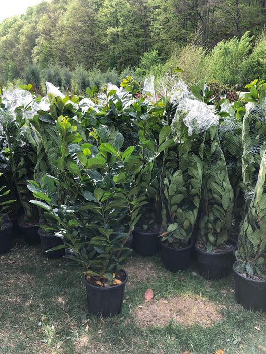 Plante Mesteacăn Tei leylandii laur englezesc