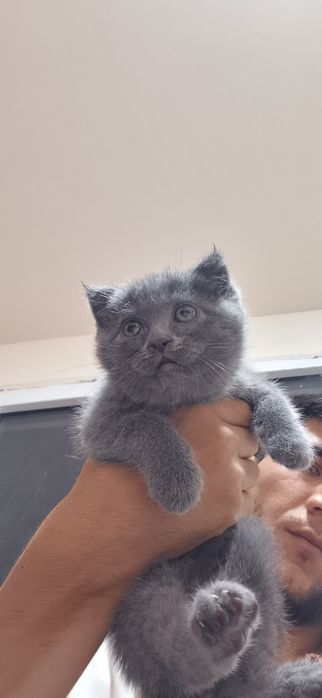 Scottish fold va straight