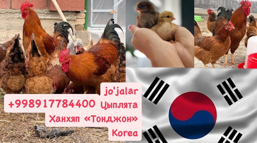 Хан хяп цыплята original (made in KOREA )