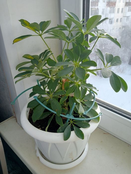 Комнатные цветы продам