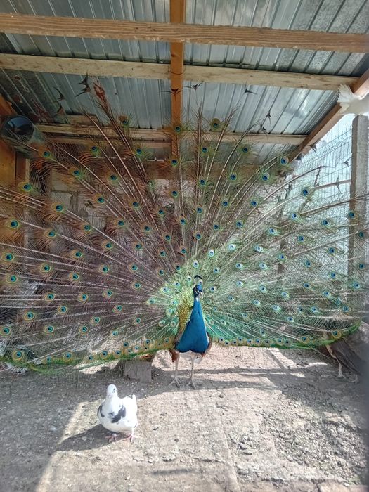 Vând păun si păuniță