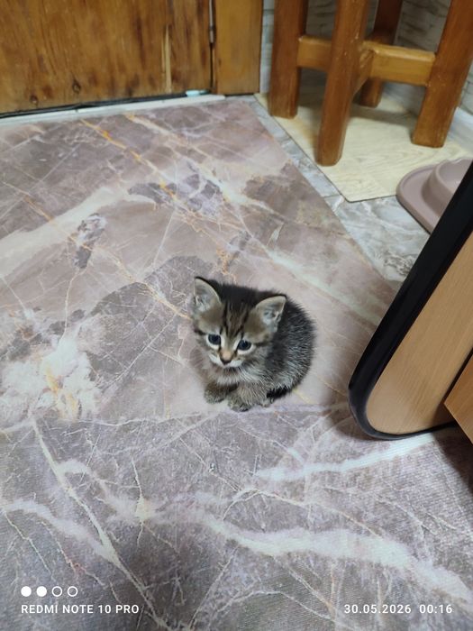 Отдам котят бесплатно