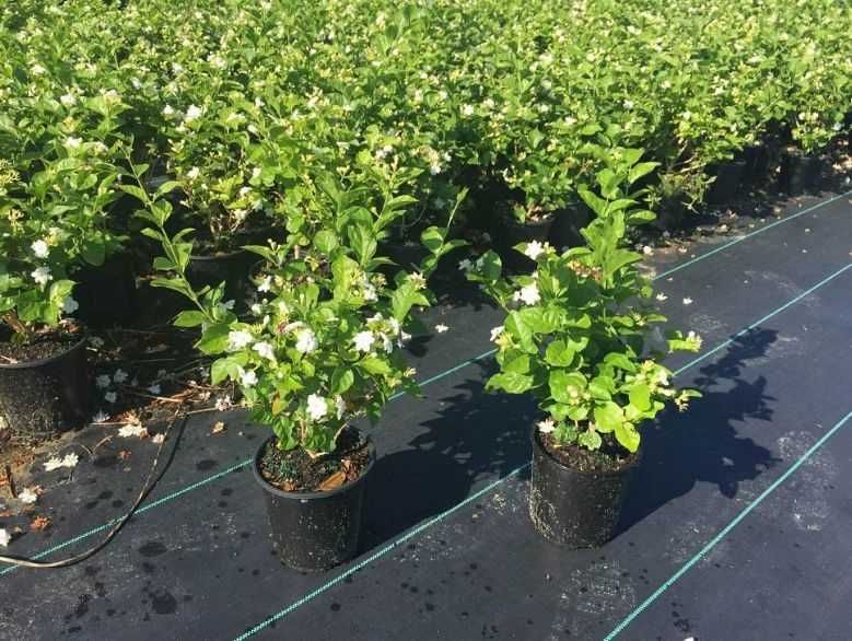 Plante ornamentale de gradina -iasomie,lonicera,iedera 50+25 gratis