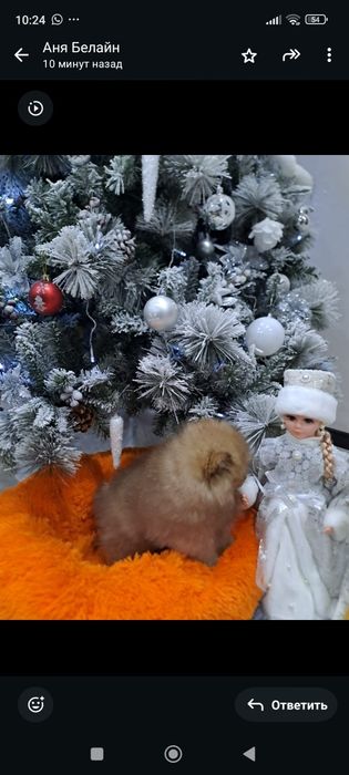 Очаровашка мини шпиц