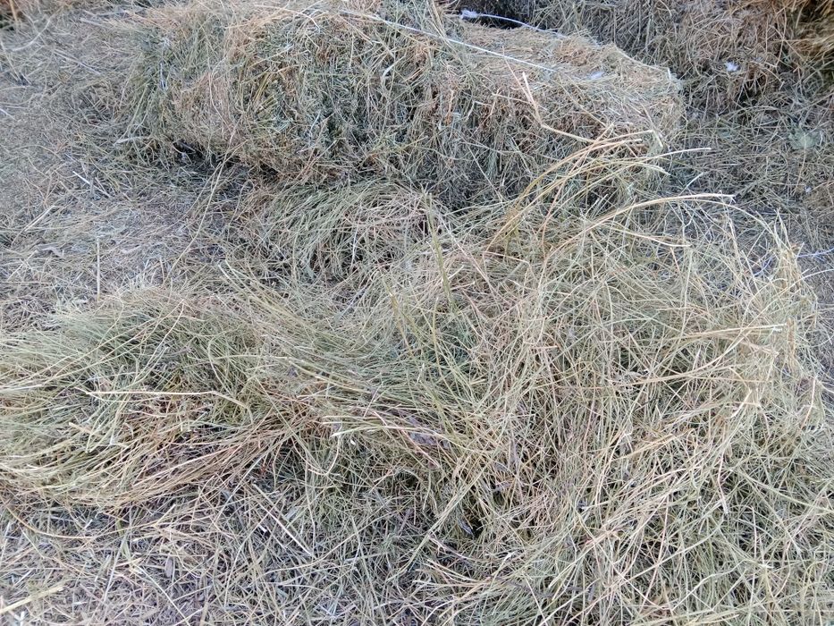 Тюки люцерна 1500тг самовывоз