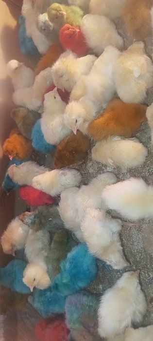 Joʻja Lenin sendi sotiladi