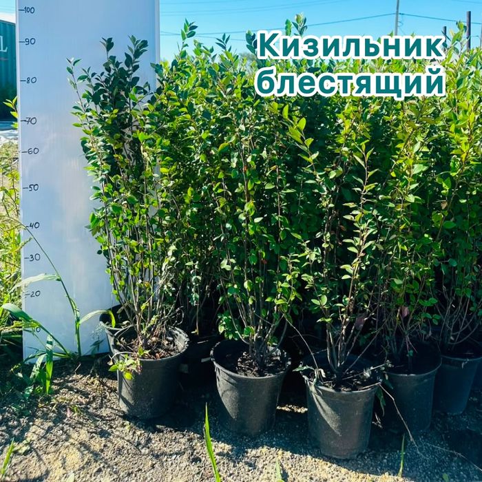 Кизильник на изгородь
