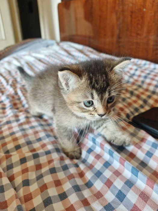 Синеглазые котята британцы