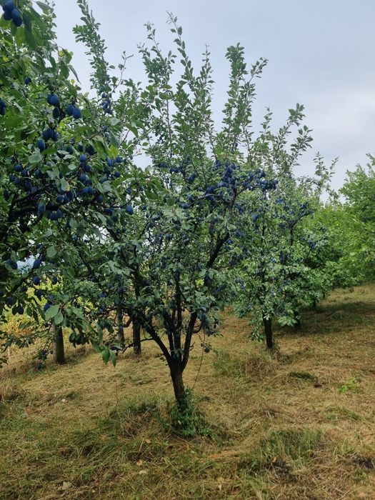 Prune pentru tuica Bio / nestropite