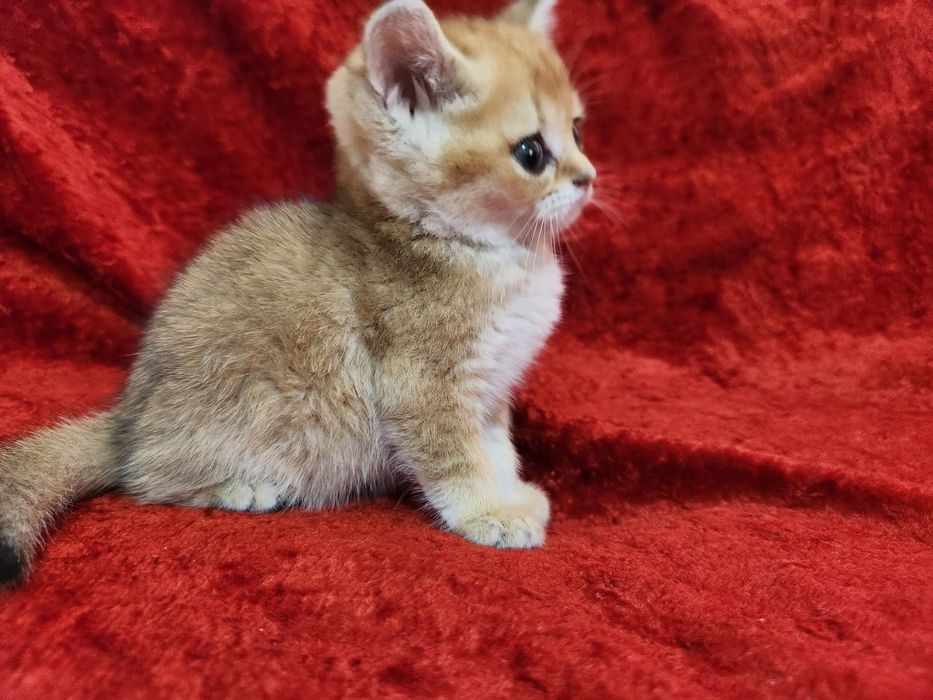 Чистокровные котята