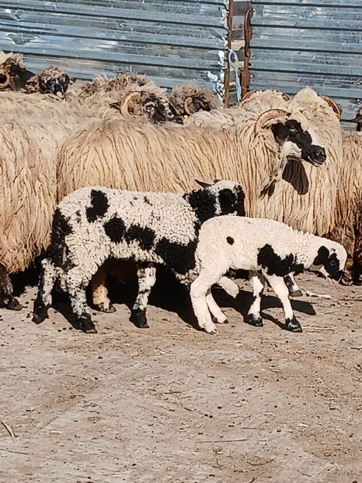 Oi cu miei de vanzare urgent