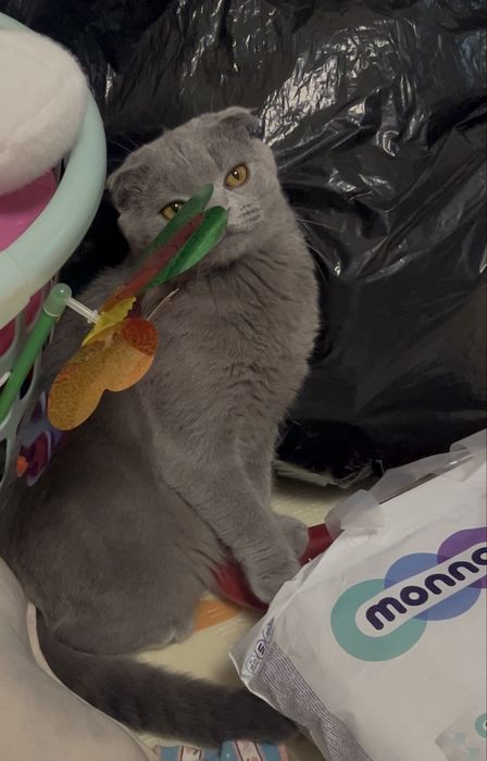 Продается кот скотиш фолд