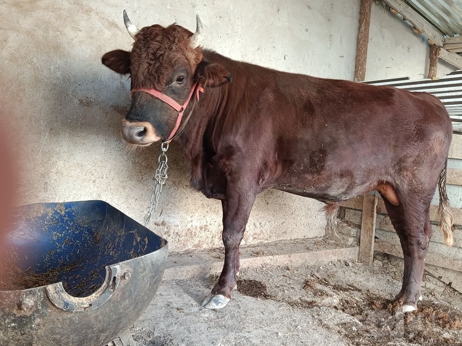 Buqa sotiladi shaxarni moli
