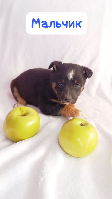 Щенки ждут пап мам