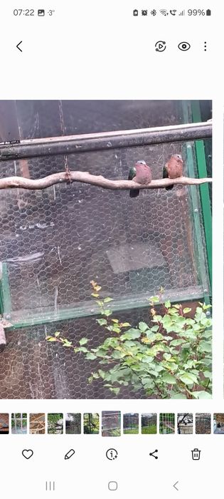 TURTURELE Exotice-Aripa  de bronz,aripă verde,tamburine, diamant,luzon