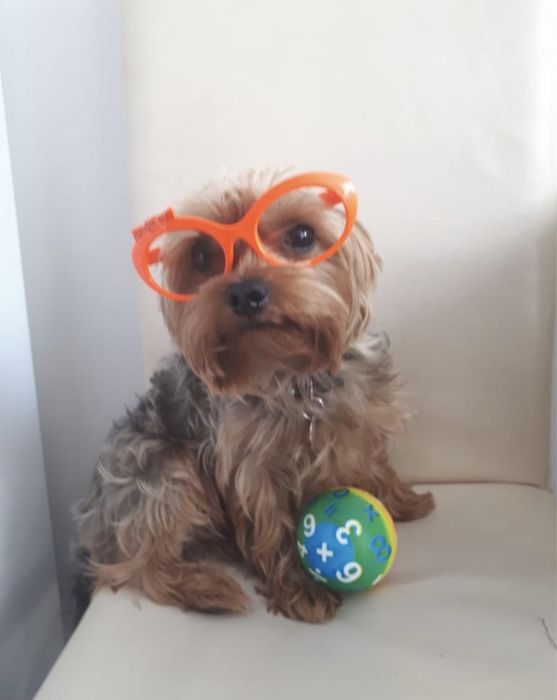 Tund igienic caini si pisici