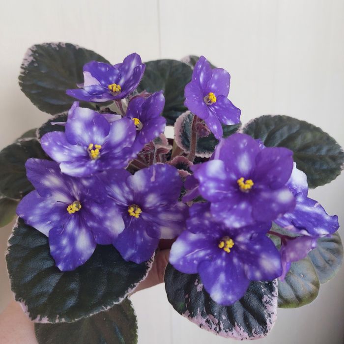 Сортовые фиалки лист 500тг