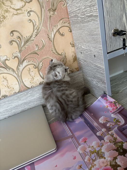 Очаровательные котята в поисках любящей семьи!