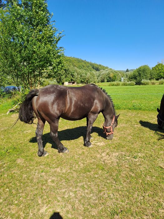 Vând pereche de iepe