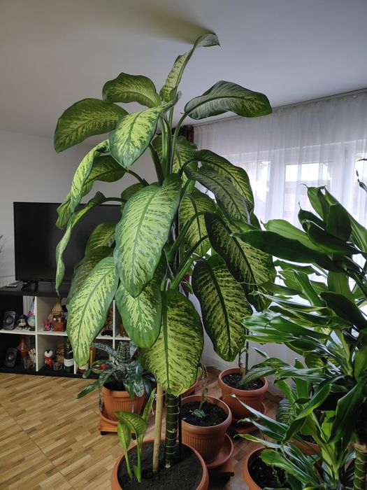 Vând floare ornamentala