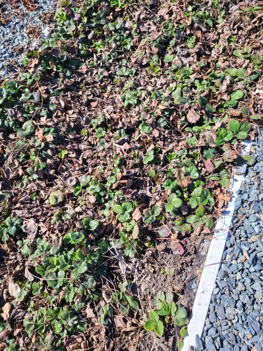 Продаю отростоки клубники