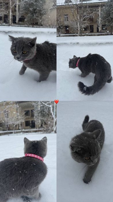 Скотиш Страйт киз бола