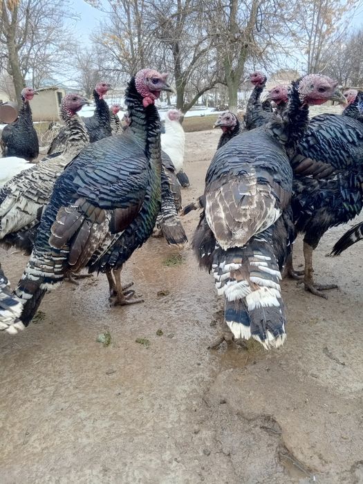 Гибрид кораздар сатылады