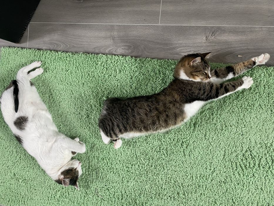 Pisic pisica pisici frumosi