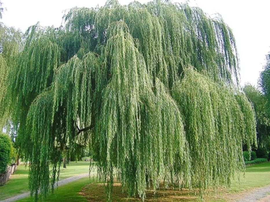 Декаративни дарахтларни сотилади