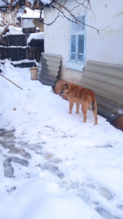 Продаётся собака Алабай ..