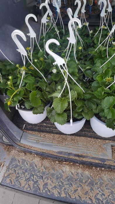 Ягода каскадна и целогодишна Растения засадени във висящи саксийки