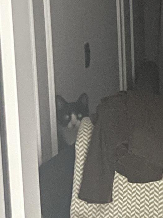 Отдаем кошку с вещами