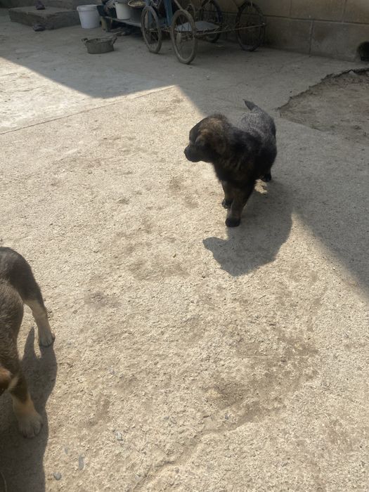 Щенки в добрые руки