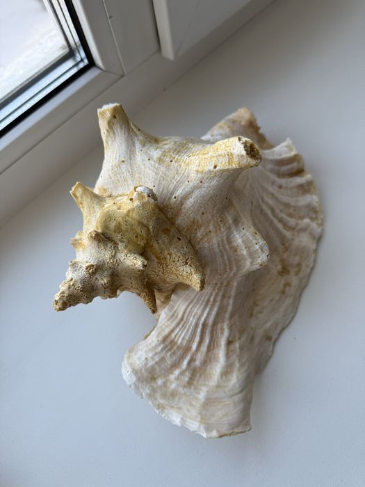 Продам морские ракушки