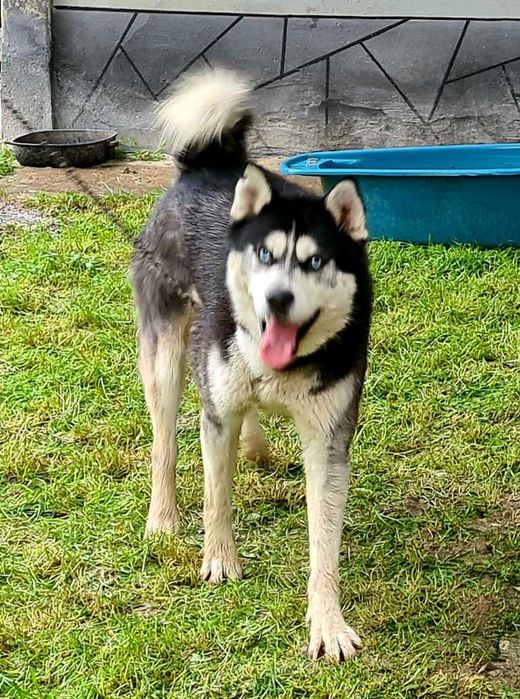 Catel Foarte Frumos Husky
