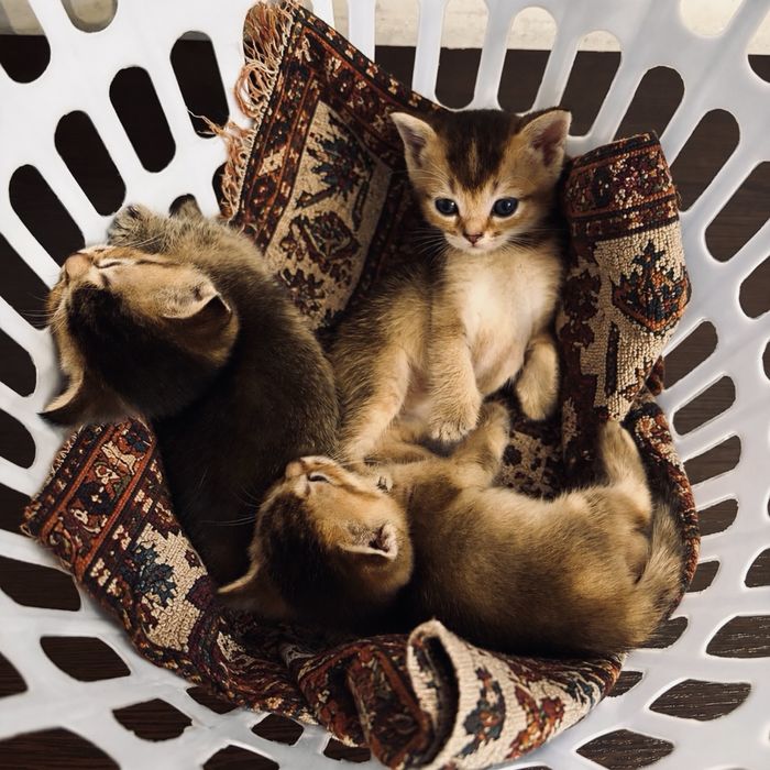 Бесплатно 3 породистых котенка