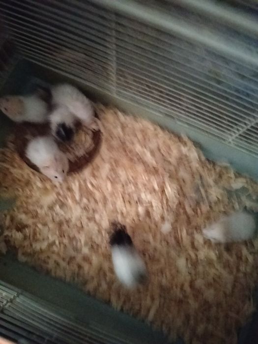 Продам маленьких хомячат