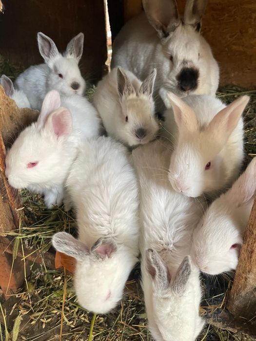 Маленькие кролики