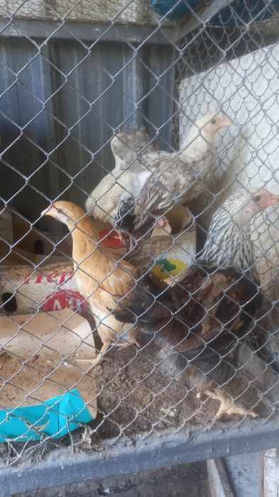 Цеплята 3-х месячные