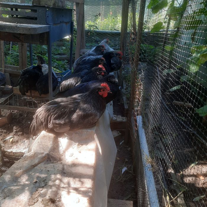 Cocos australorp de 6 luni 10 buc