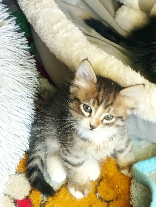 Котята маленькие.