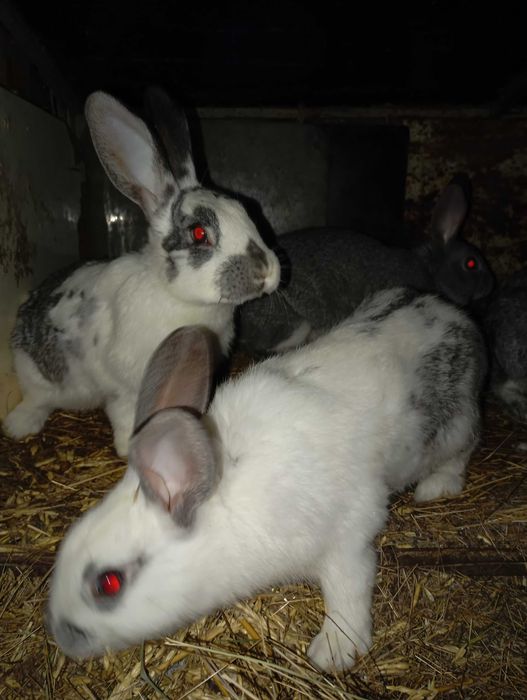 Продам кроликов!