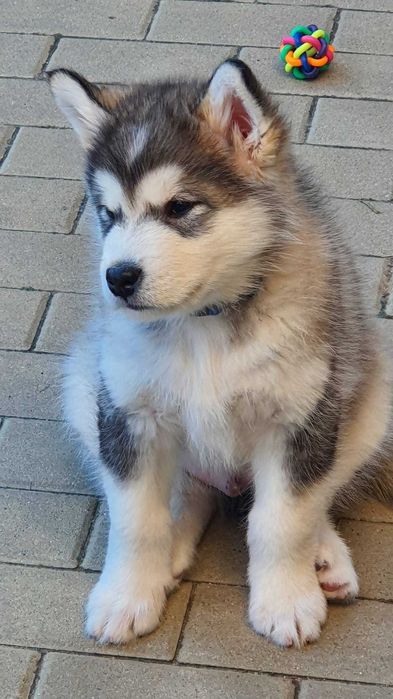 Pui Malamut de Alaska cu Pedigree - calitate exceptionala