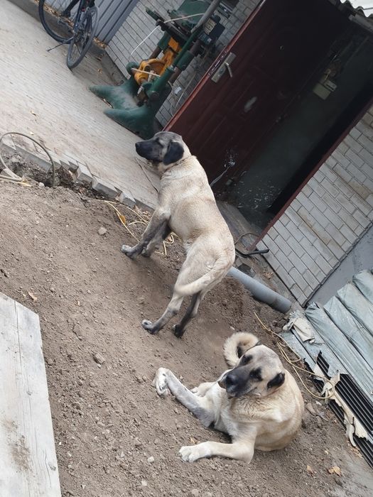 Продам щенка турецкого кангала