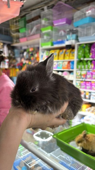 Кролики карликовые