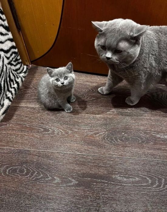 Британские котята